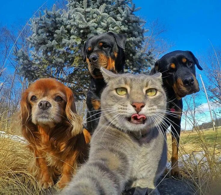 Покажи фото разных животных The Crew http://ift.tt/2jM8i05 Cute cats and dogs, Pretty cats, Dog selfie