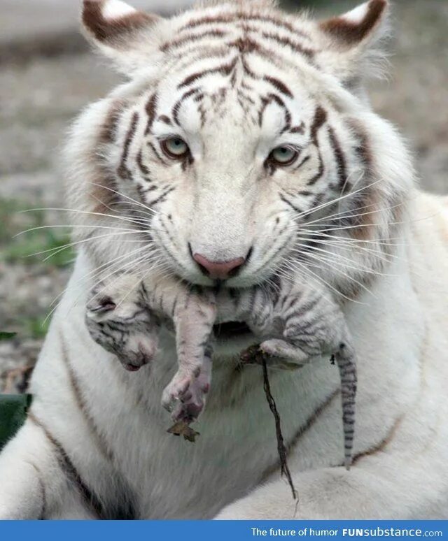 Покажи фото редких животных White tiger holding baby tiger cub - FunSubstance Animals beautiful, Albino anim