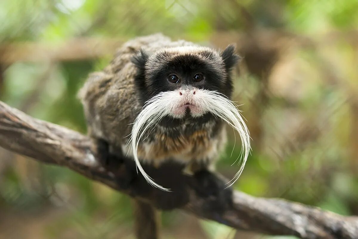 Покажи фото редких животных File:Black-chinned emperor tamarin (S. i. imperator).jpg - Wikipedia