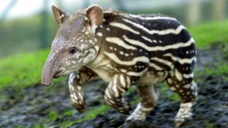 Покажи фото редких животных Pin von Nicole Bauer auf Animal love Regenwald tiere, Ungewöhnliche tiere, Exoti