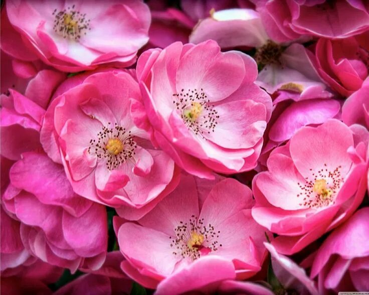 Покажи фото розового цвета Pin by Сулейманова Аиша on Цветы Beautiful flowers, Pink flowers, Love flowers