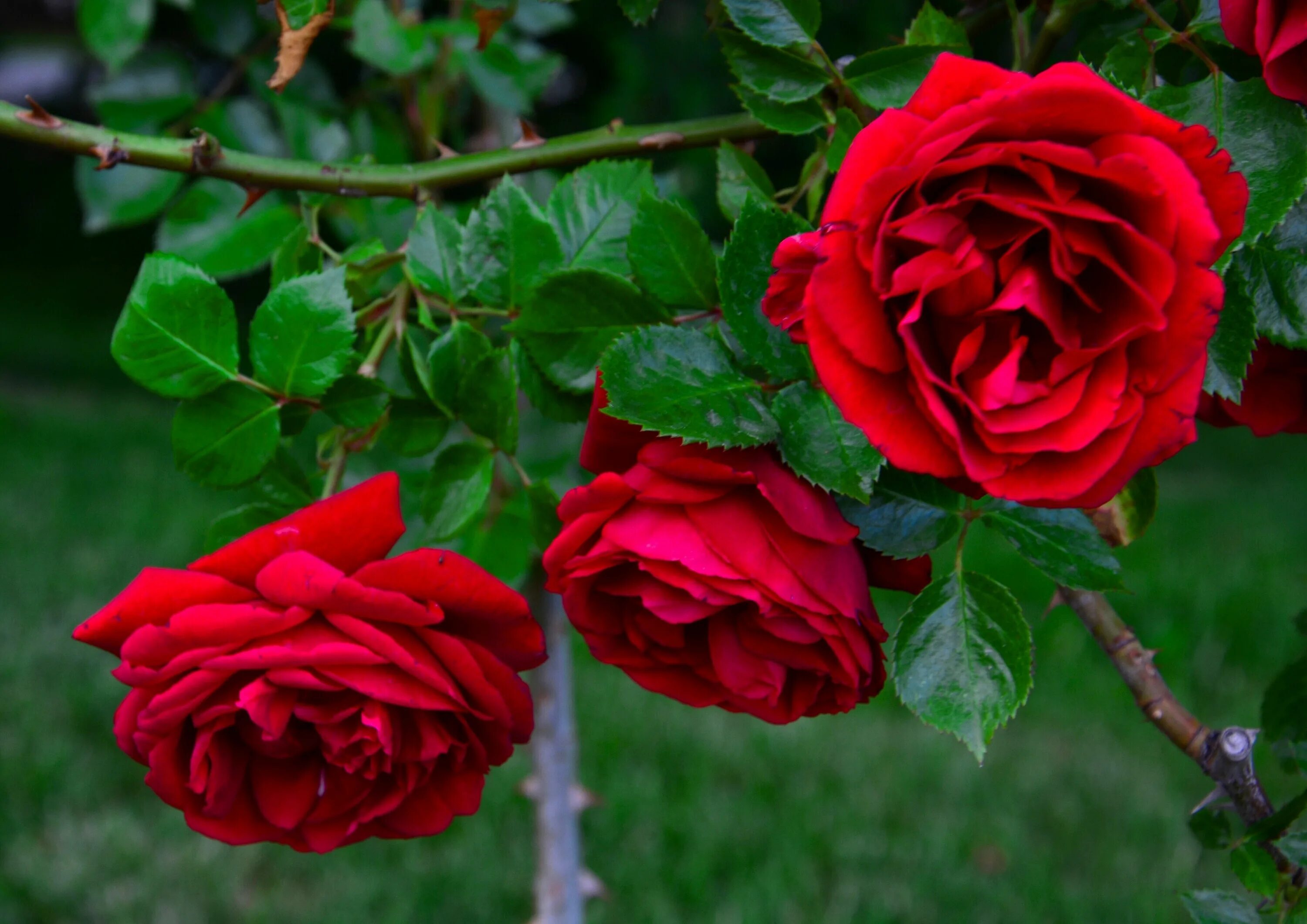 #bouquet #bunch of flowers #flowers #gift #love #present #red roses #romance #ro