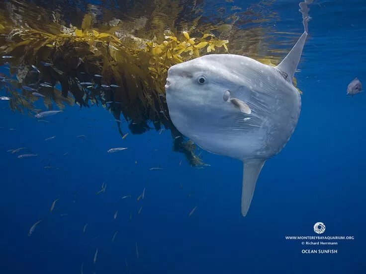 Покажи фото рыба луна The Ocean Sunfish, Mola mola, or common Mola, is the heaviest known bony fish in