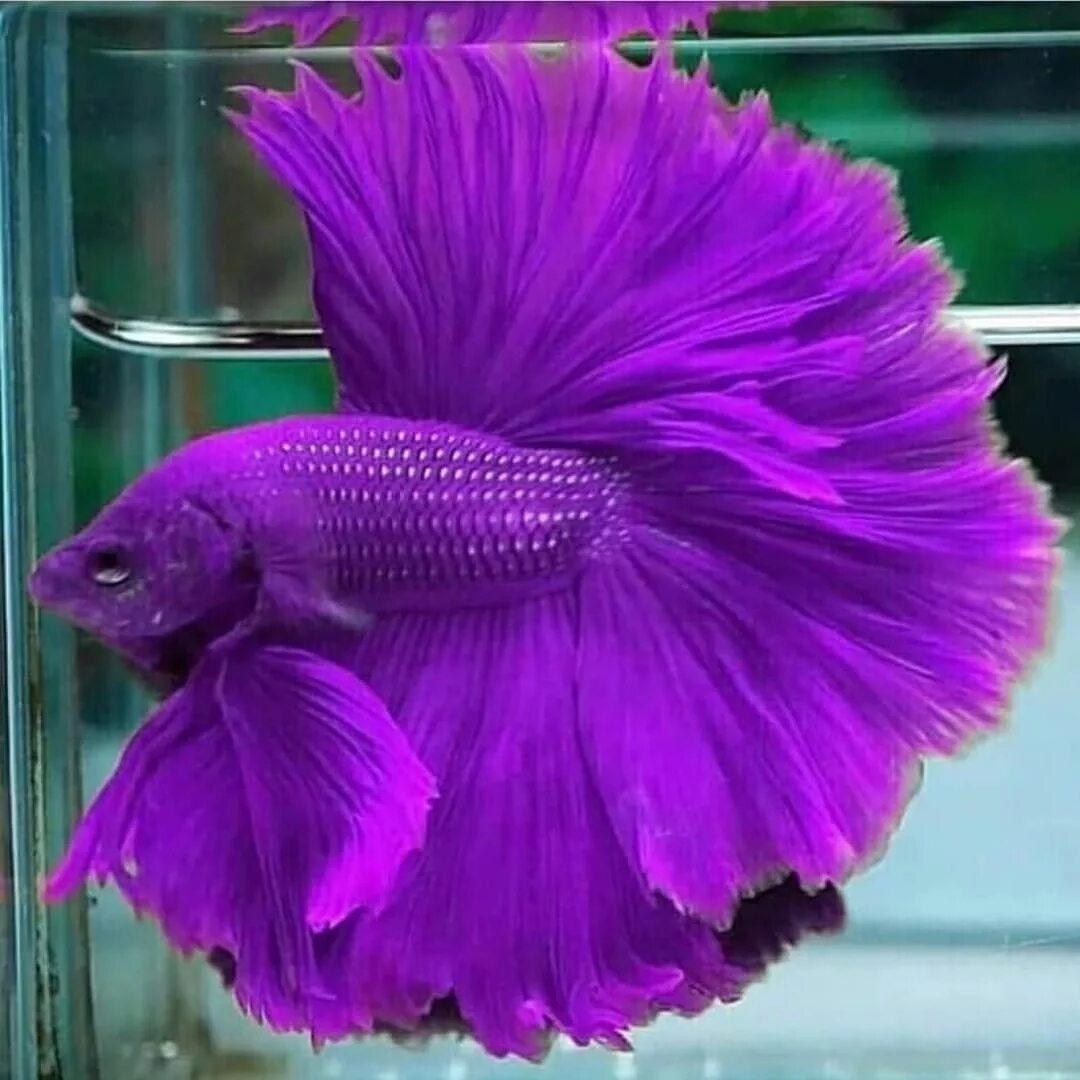 Покажи фото рыбки петушка Dubai Aquascape on Instagram: "Looking purple fish in freshwater aquariums is ve