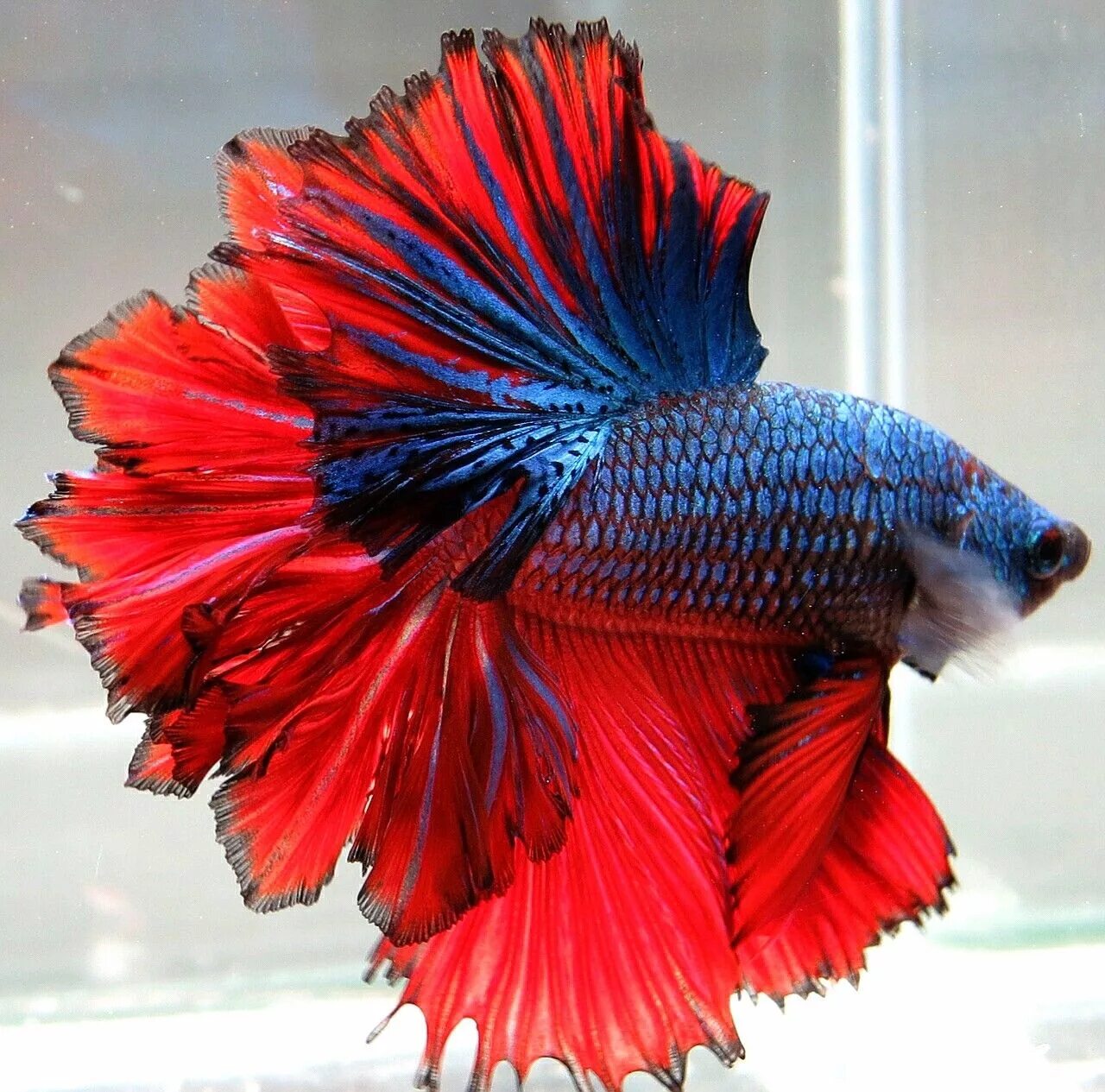 Покажи фото рыбки петушка Петушок Халф Мун сине красный самец (Betta male Halfmoon bicolor red blue)