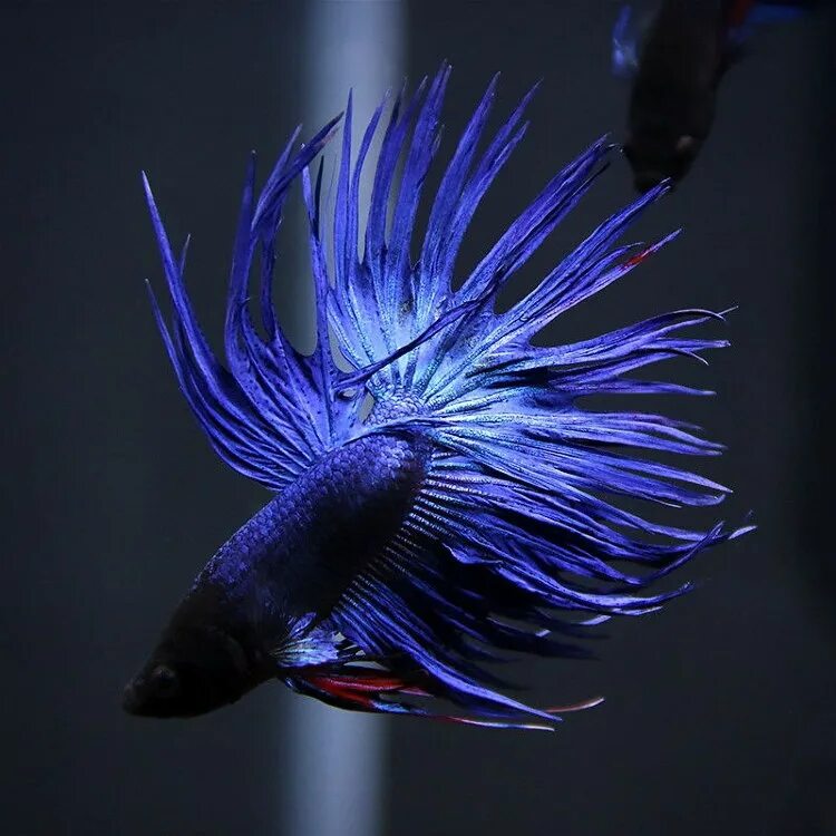 Покажи фото рыбки петушка Петушок Коронохвостый синий самец (Betta-splendens-crown-tail-blue