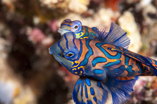 Покажи фото рыбок Mandarin Fish Изображения премиум-класса: просматривайте стоковые фотографии, ве