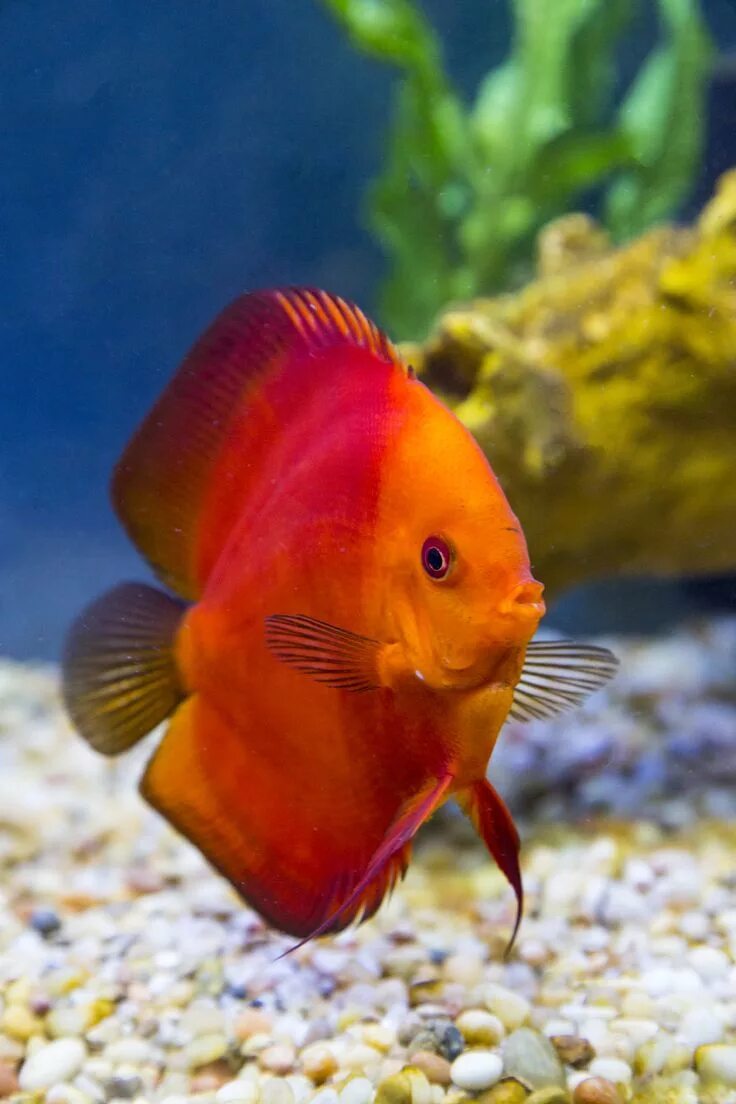 Покажи фото рыбок Super Red Melon Discus Peces de acuario, Animáles de océano, Peces de agua dulce