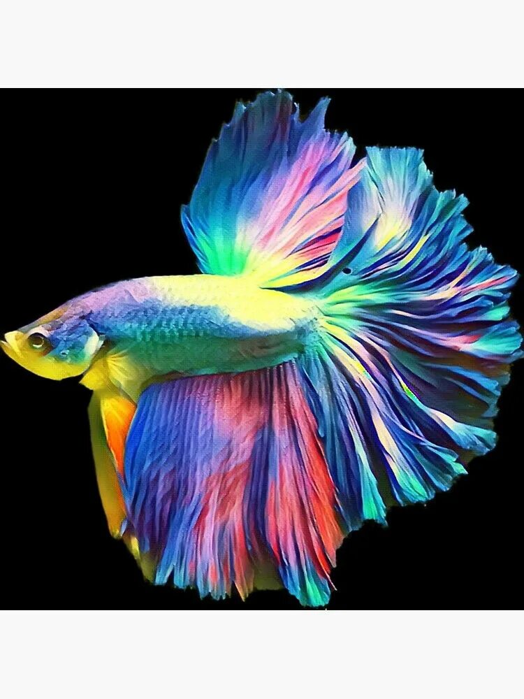 Покажи фото рыбок "Rainbow Halfmoon Betta Pet Fish" Poster for Sale by Catxel Halfmoon betta, Exot