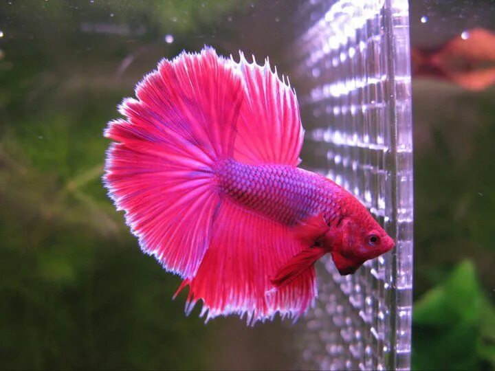 Петушок Халф Мун сине красный самец (Betta male Halfmoon bicolor red blue)