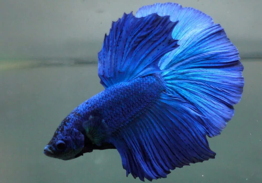 Покажи фото рыбок петушков Петушок Халф Мун синий сапфир самец (Betta male Halfmoon blue)