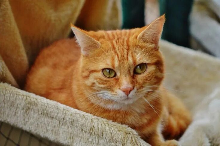 Покажи фото рыжего кота Pin en Red Tabby Gatos atigrados, Gatos, Gatos obesos