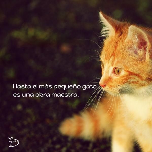 Покажи фото рыжего котенка Frases de gatos - *Más de 60 ideas para inspirarte! Gatos, Perros frases, Loca d