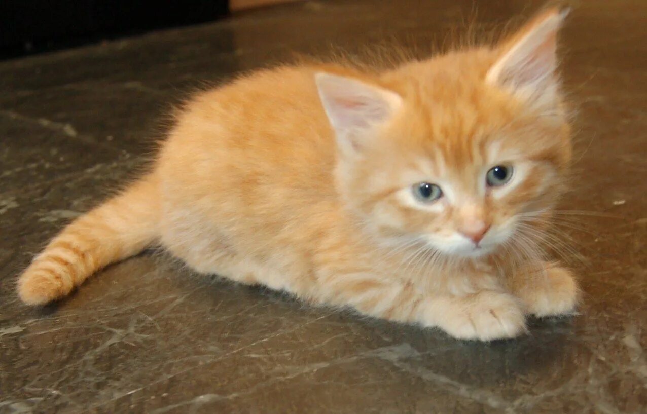 Покажи фото рыжего котенка 20+ Most Popular Long Haired Cat Breeds - Samoreals