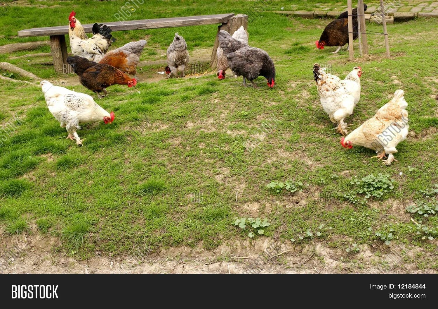 Покажи фото с курами Chickens Yard Image & Photo (Free Trial) Bigstock