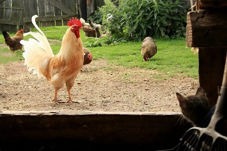 Покажи фото с курами Pin by Анатолий Федоров on Курица тоже птица. Rooster, Animals