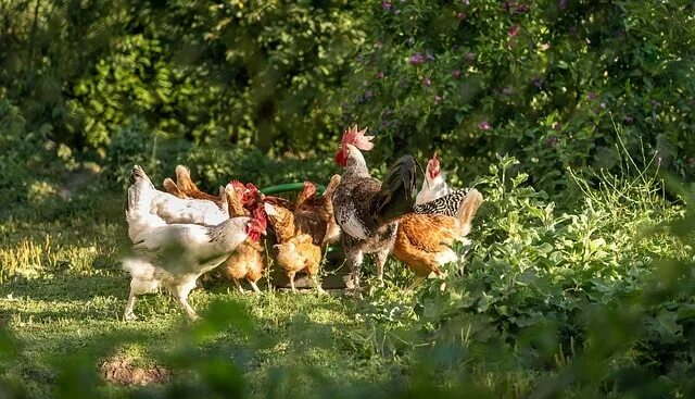 Покажи фото с курами Разведение кур - первая покупка и топ 10 насущных вопросов - АгроXXI