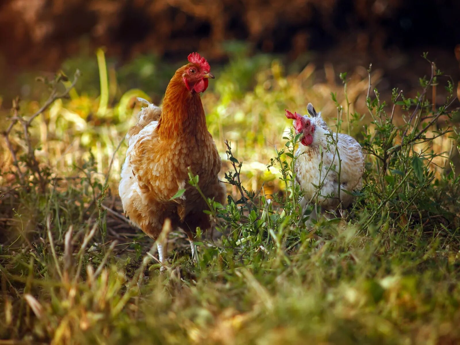 Покажи фото с курами Download wallpaper summer, birds, chicken, section animals in resolution 1600x12