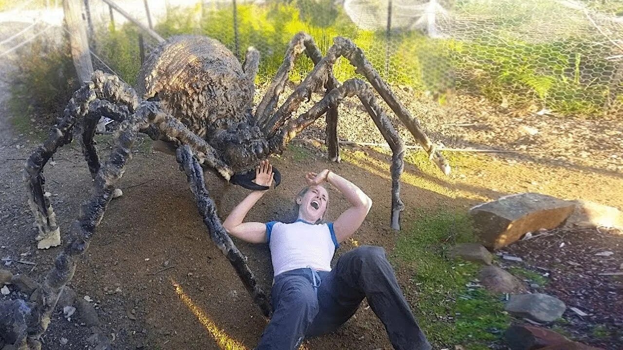 Покажи фото самого большого паука giant spider attacks girl.. - YouTube