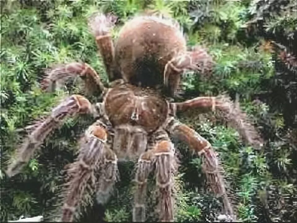 Покажи фото самого большого паука в мире Goliath Tarantula Slideshow - YouTube