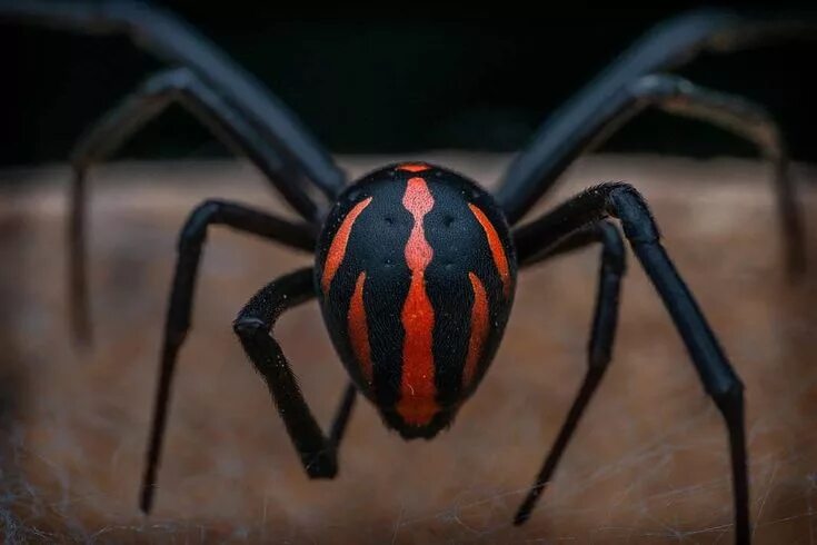 Покажи фото самого опасного паука ТОП-16 самых опасных пауков в мире Arachnids, Beautiful bugs, Bugs and insects