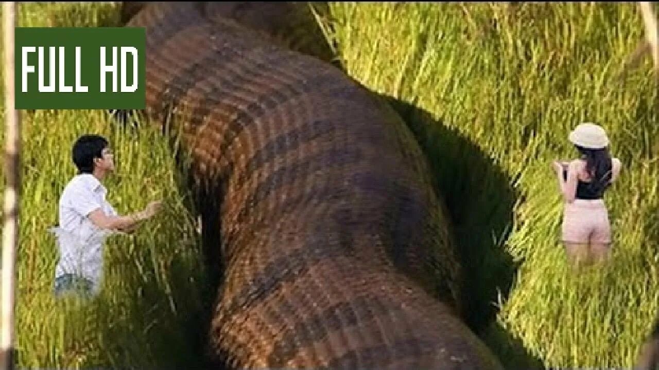 Покажи фото самой большой змеи Anaconda Gigante Parte 02, Serpente Sucuri Gigantes Encontrado maior do mundo, R