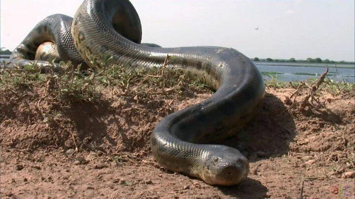 Покажи фото самой большой змеи Фото анаконды Anaconda snake, Giant anaconda, Big animals