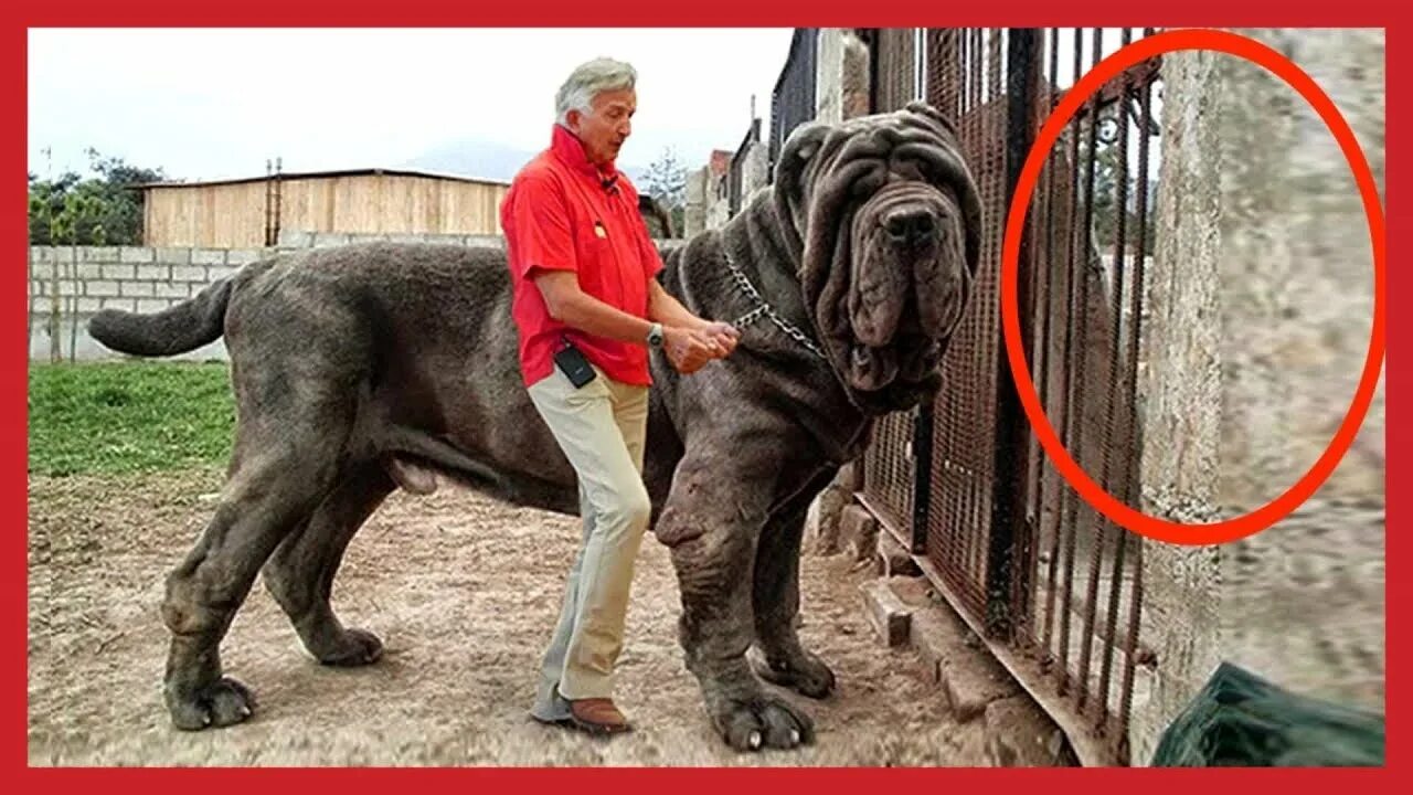 Покажи фото самых больших собак WORLD BIGGEST Meet 'Hulk' The Giant DOGS 200 lb - YouTube