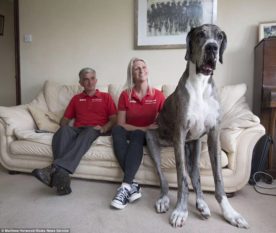 Покажи фото самых больших собак SEVEN FOOT Great Dane could be crowned world's tallest dog