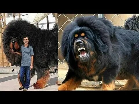 Покажи фото самых больших собак 10 BIGGEST DOGS in the WORLD - YouTube