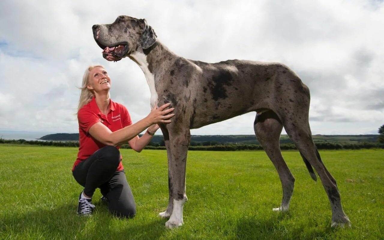 Покажи фото самых больших собак This massive Great Dane could be the world’s new top dog Tallest dog, Large dog 