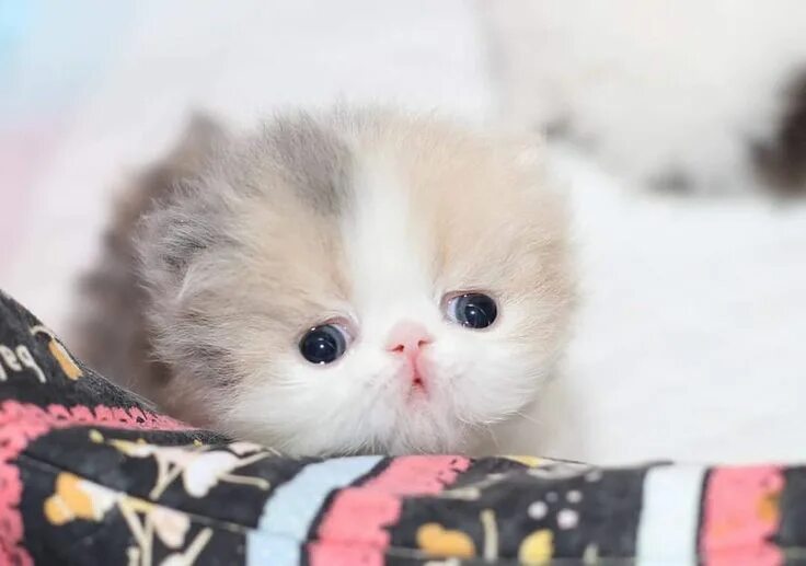 Покажи фото самых милых котят Persian cats and kitties (@chilli_cattery) on Instagram https://instagram.com/p/