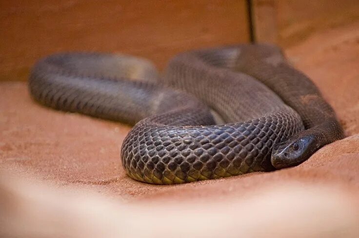 Покажи фото самых опасных змей Fierce Snake Dangerous Snake Snake, Wildlife pictures, Dangerous