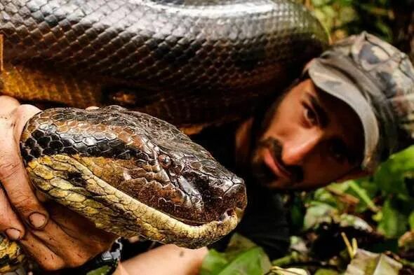 Покажи фото самых опасных змей Anaconda Snake facts, fights, size, length and attacks Snake facts, Anaconda sna