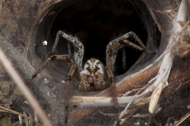 Покажи фото самых страшных пауков File:Funnel web spider in June 2010.jpg - Wikimedia Commons