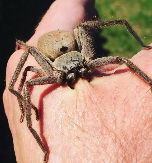 Покажи фото самых страшных пауков reddit: the front page of the internet Huntsman spider, Spider bites, Spider bit