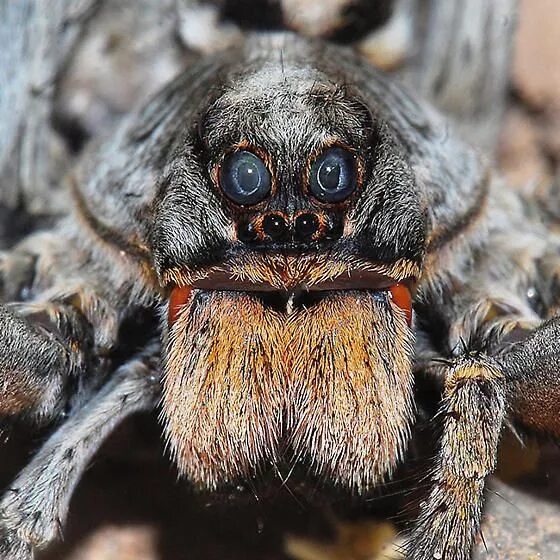 Покажи фото самых страшных пауков Pin on insects Wolf spider, Spider face, Creepy animals