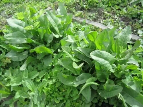 Покажи фото щавеля Rare Organic Sorrel Seeds "Belvilsky" Perennial Heirloom Herbs. 2000 SEEDS. eBay