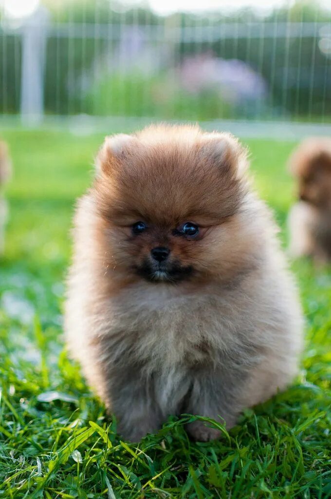 Покажи фото щенка шпица Little pomeranian puppy Pomeranian puppy, Puppies, Cute puppies