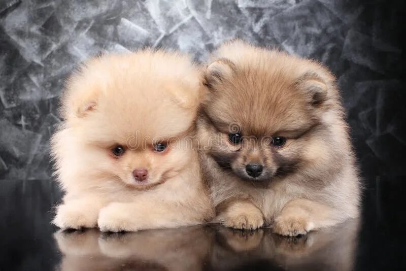 Покажи фото щенка шпица Pomeranian Spitz Puppy on Pink Pillow Stock Photo - Image of pomeranian, young: 