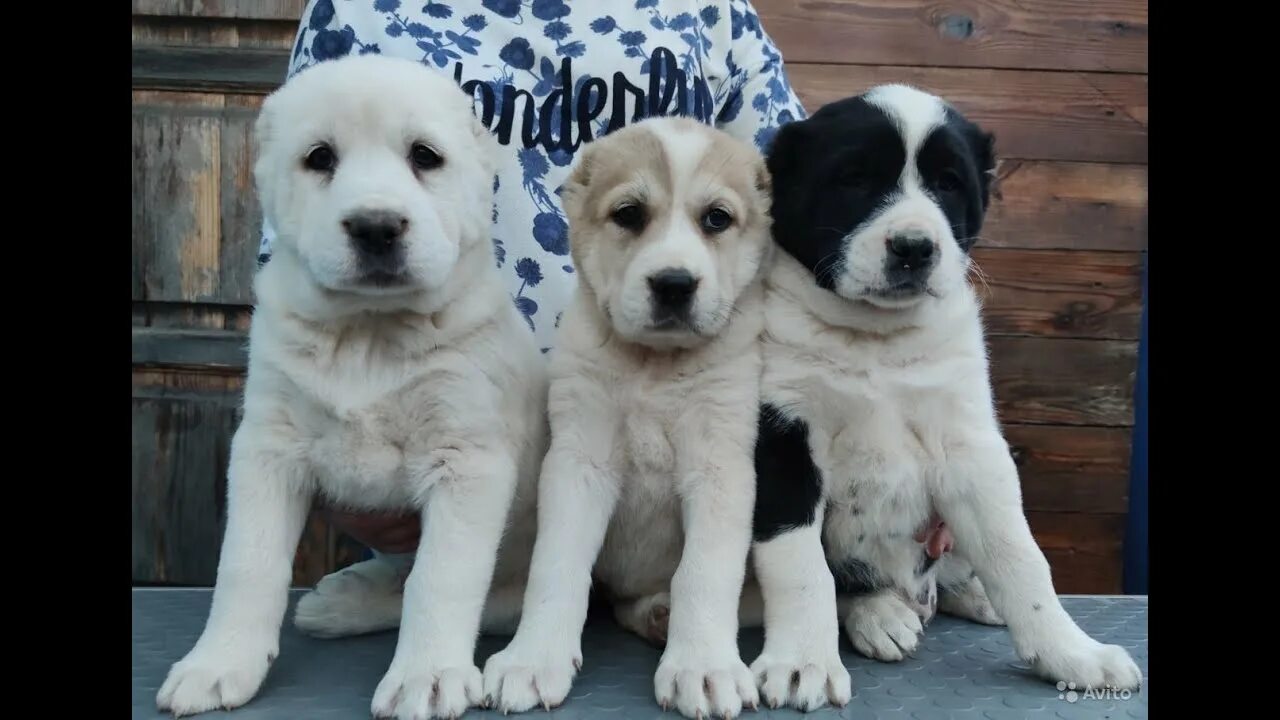 Покажи фото щенков алабая Little puppies are eating. Alabai puppies-central asian shepherd dog. - YouTube