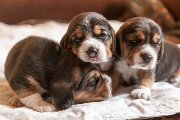 Покажи фото щенят 22 Photos of beagle puppies that will make your heart stop with cuteness Dog bre