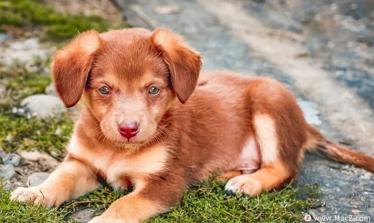 Покажи фото щенят 6 个 彩 色 自 然 肖 像 lr 预 设 Golden retriever, Labrador retriever, Corgi