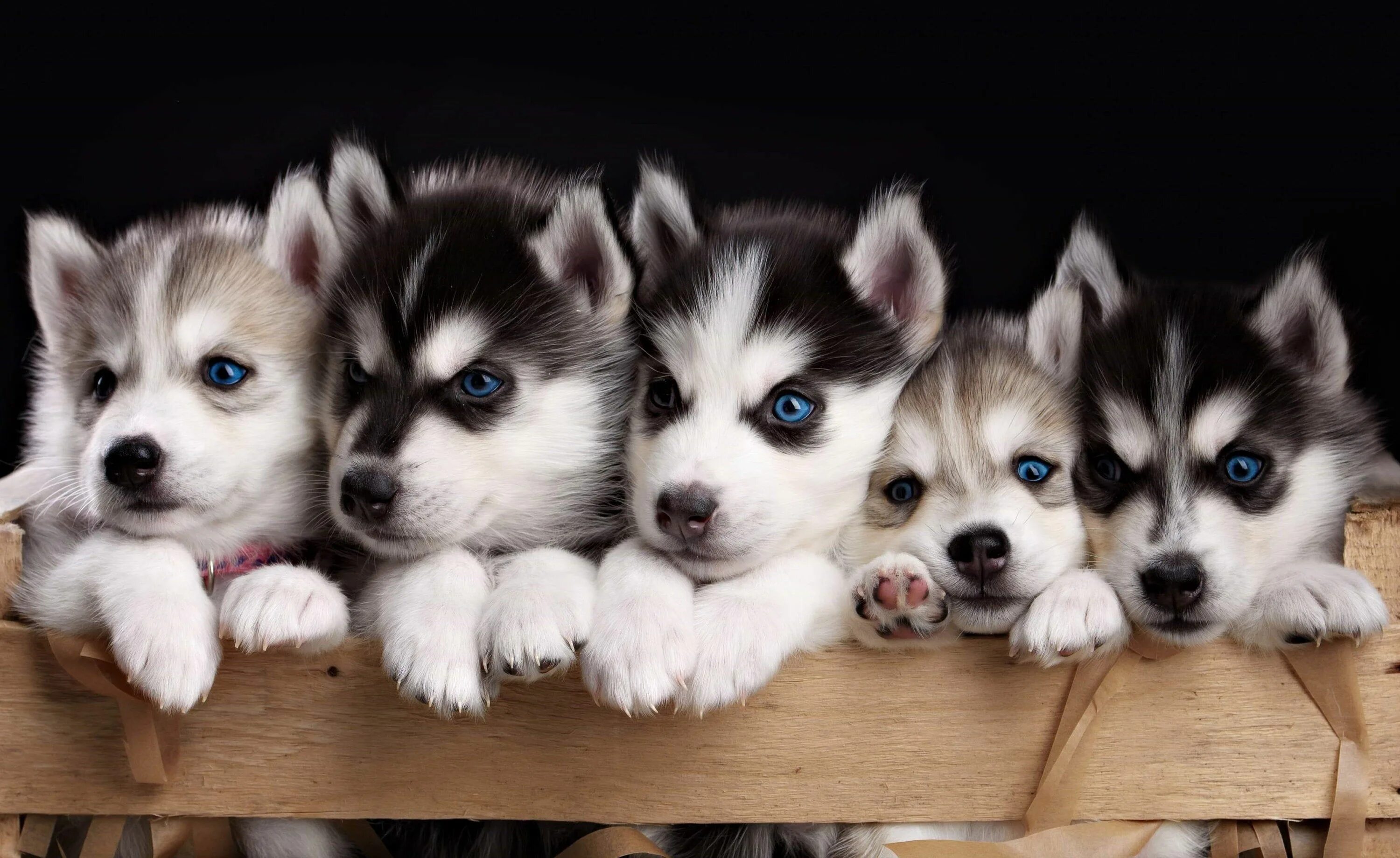 Покажи фото щенят Cute Siberian Husky Puppies Glossy Poster Picture Banner Cool - Etsy in 2022 Hus