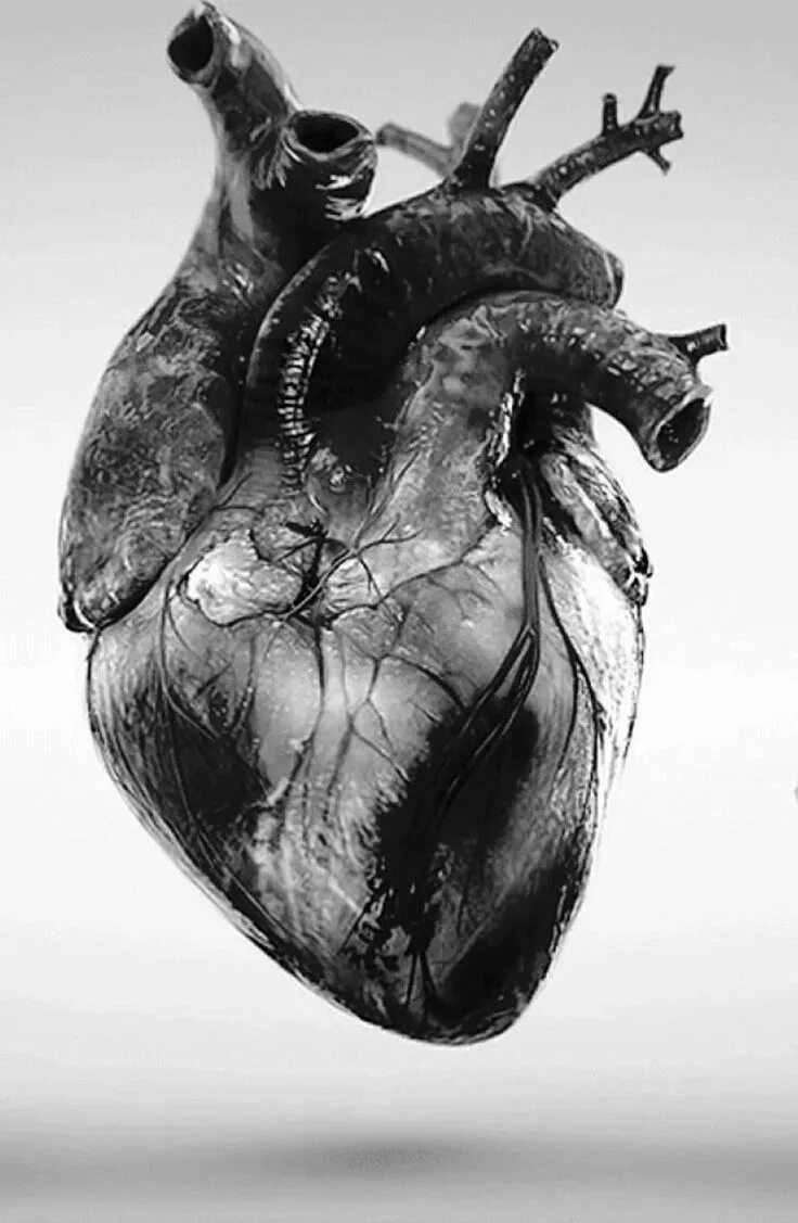 Покажи фото сердца Medical Print Black & White Human Heart poster Picture Etsy Anatomical heart art