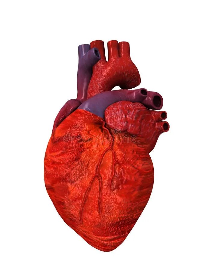 Покажи фото сердца человека Human Heart 3D Others Side stock illustration. Illustration of analysing - 22381