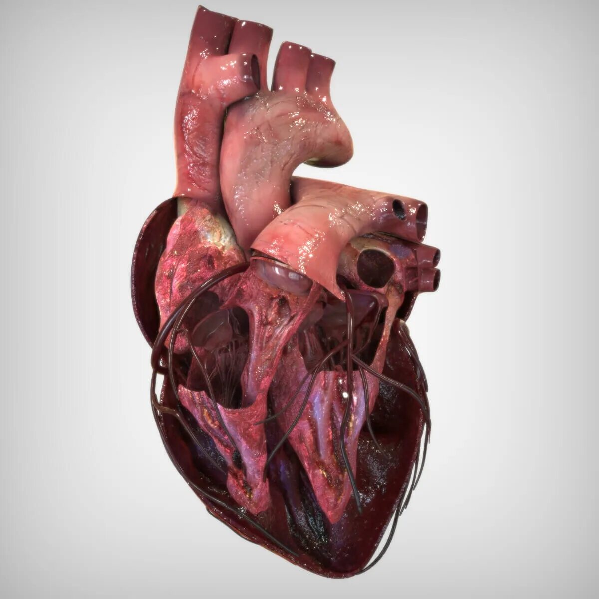 Покажи фото сердца человека Heart Anatomy - 3D Model by BlueLou