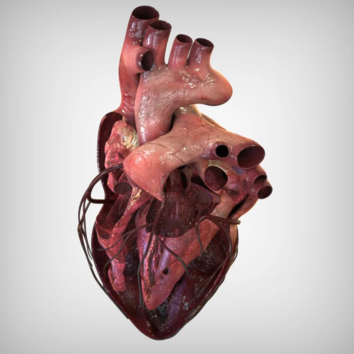 Покажи фото сердца человека Heart Anatomy - 3D Model by BlueLou