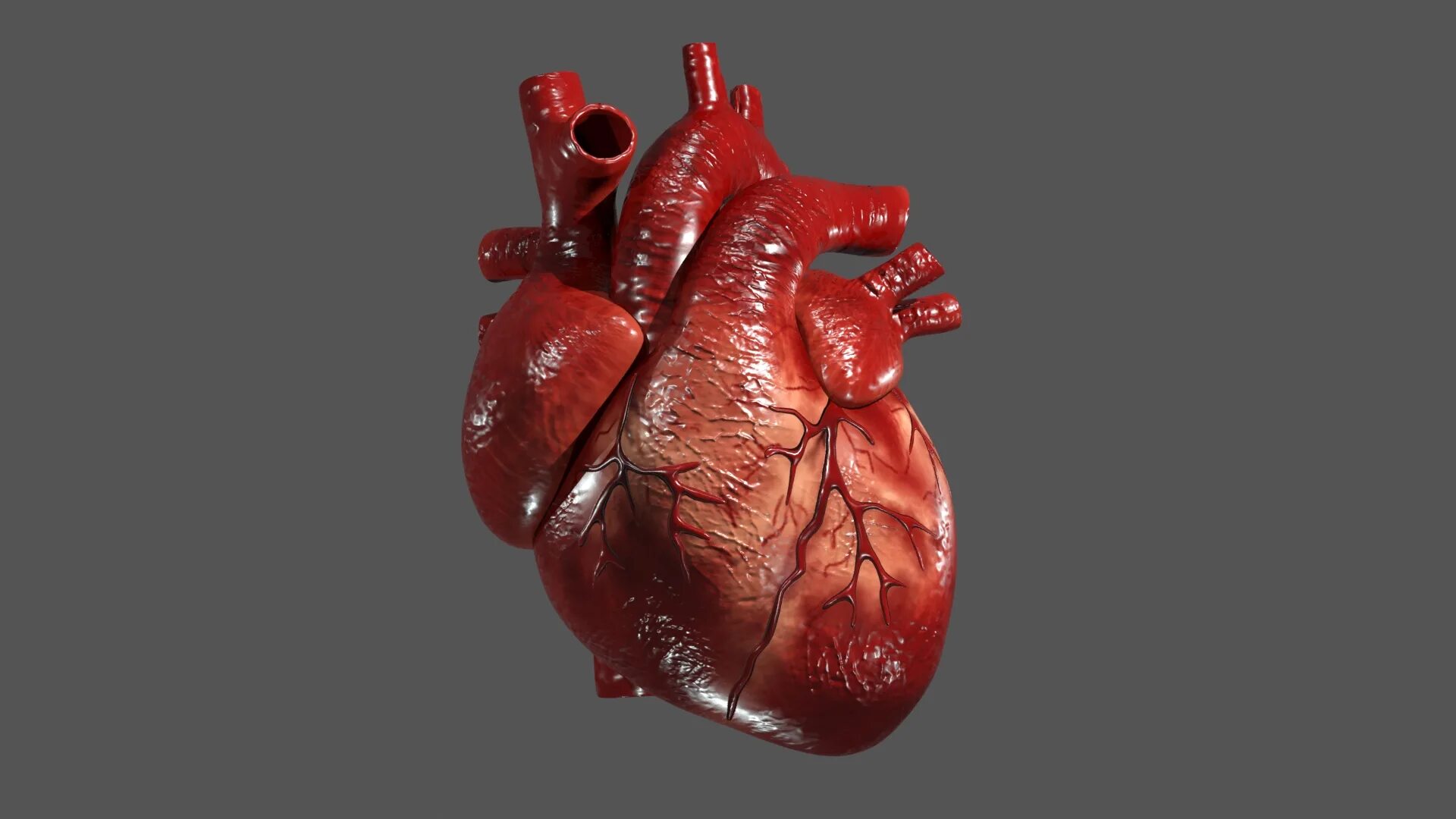 Покажи фото сердца человека human heart model and animation :: Behance