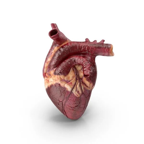 Покажи фото сердца человека Heart Section 3D, Incl. medicine & body - Envato Elements